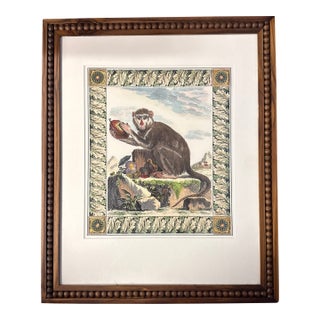 Antique Print Hand Colored Lithograph Framed Monkey and Pomegranate 22.4” X 18.4” For Sale