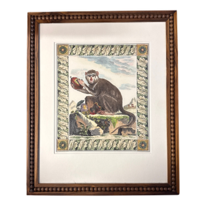 Antique Print Hand Colored Lithograph Framed Monkey and Pomegranate 22.4” X 18.4”