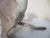 Life Size Antique French Porcelain Grey Hound 1867 ( 159 Years Old) For Sale - Image 15 of 16