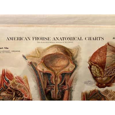 Genito-Urinary Anatomical Chart, Paper on Canvas, 1922 For Sale - Image 13 of 16