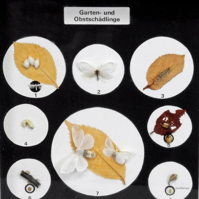 Great Vintage School Teaching Display Vermins in the Garden and Forest A vintage school teaching showcase with specimen...