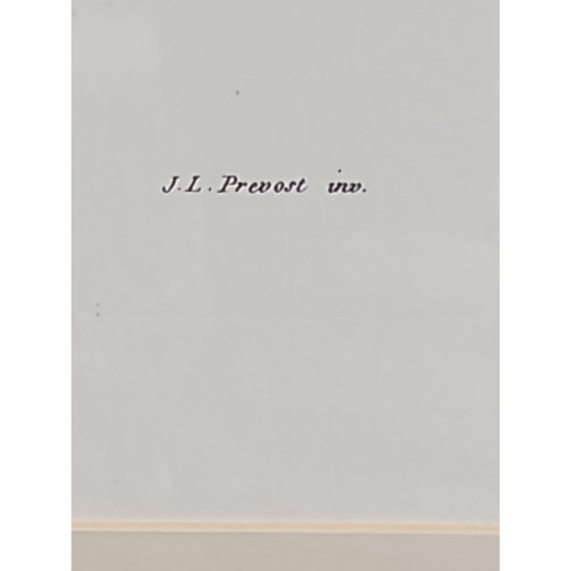 Jean Prevost Jean Louis Prevost "Asters, Sunflower, and White Mallow" 19th Century Botanical Print For Sale - Image 4 of 6