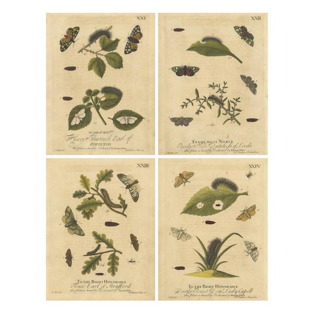 Albin, Tiger & Footman Moths Scarlet Tiger, Speckled Footman, 1720, Prints, Set of 4 For Sale - Image 10 of 10