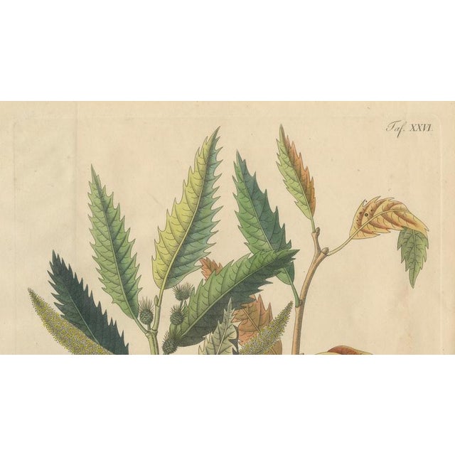 Antique Chestnut Castanea Vesca Botanical Print, 1831 For Sale - Image 3 of 10