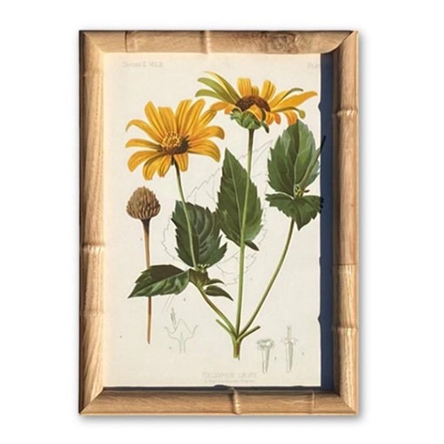Framed Antique Chromolithographs Set of 7 From "Wild Flowers of America", Series II Volume Ii, L. Prang & Co., Boston (C. 1879) For Sale - Image 12 of 18