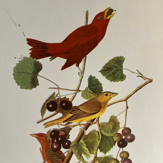 1960s Audubon Birds of America print, Summer Tanager, ready to mat and frame.