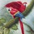 1980s Tropical Scarlet Macaw Parrot Painting on Canvas - Signed For Sale - Image 5 of 12