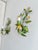 French Tole Painted Daisy Floral Wall Sconces, 1970, Set of 2 For Sale - Image 18 of 18