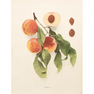 1900s U. P. Hedrick, Original Antique Photogravure of George IV Peaches