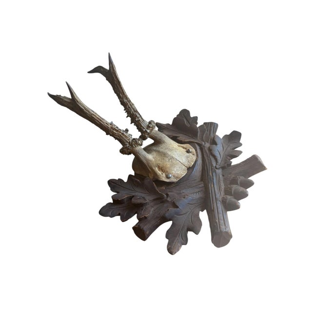 Roe deer trophy with oak leaves and acorns.