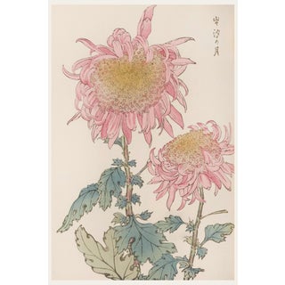 Vintage Two Pink Chrysanthemums by Hasegawa, Japanese Botanical Art Print For Sale