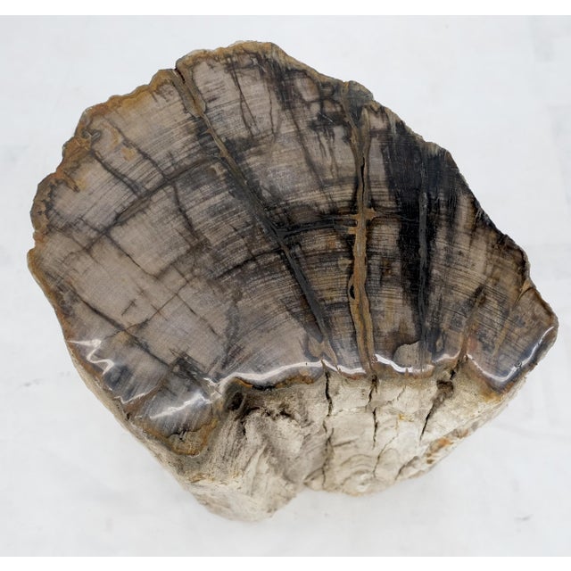 Large Beige Petrified Wood Organic Stomp Shape Stand End Side Table Pedestal