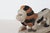 Early 20th Century Hand-Carved Painted Wood Lion Pull Toy on Wheeled Platform For Sale - Image 13 of 17
