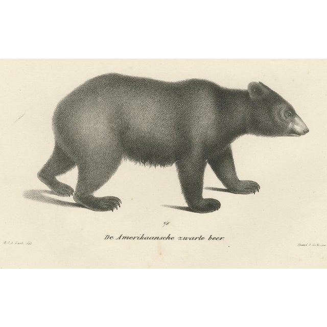 Majestic Bears, 1836, Print, Set of 2 For Sale - Image 10 of 12