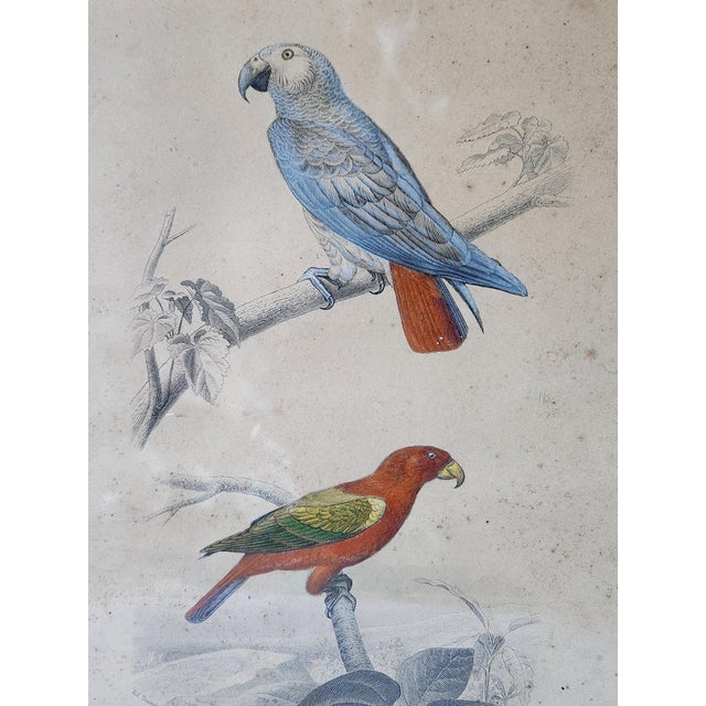 Buffon, Animal Composition, 1853, Pigment Prints, Framed, Set of 2 For Sale - Image 4 of 18