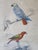 Buffon, Animal Composition, 1853, Pigment Prints, Framed, Set of 2 For Sale - Image 4 of 18