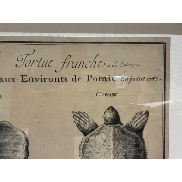 Tan Natural Curiosities Large French 1765 Sea Turtle Natural History Study Reproduction Print, Framed For Sale - Image 8 of 10
