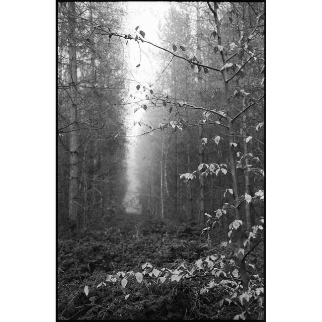 Paul Cooklin, Thorpe Forest, Thetford 2021, Edition of 50 For Sale - Image 7 of 7
