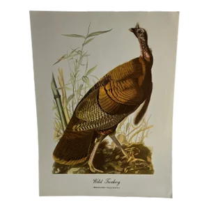 1960s After Audubon Wild Turkey Print