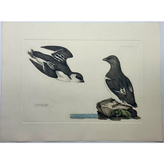 Prideaux John Selby’s Illustrations of British Ornithology was published in Edinburgh from 1821 to 1834. It consisted of...