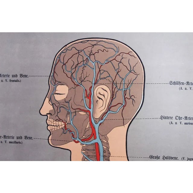 Illustration Anatomy Poster For Sale - Image 4 of 11