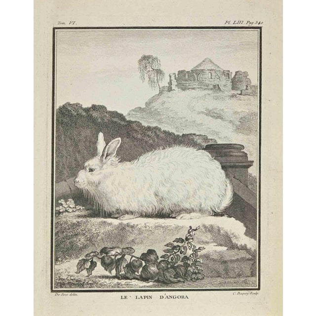 Le Lapin D'angora is an etching realized by Jean Charles Baquoy in 1771. The artwork Belongs to the suite "Natural,...