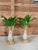 Pair Tropical Coastal Canvas Manila Palm Trees For Sale - Image 10 of 10