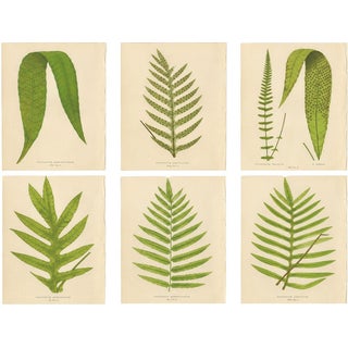 E.J. Lowe, Exotic Fern, 1856, Lithograph, Set of 6 For Sale