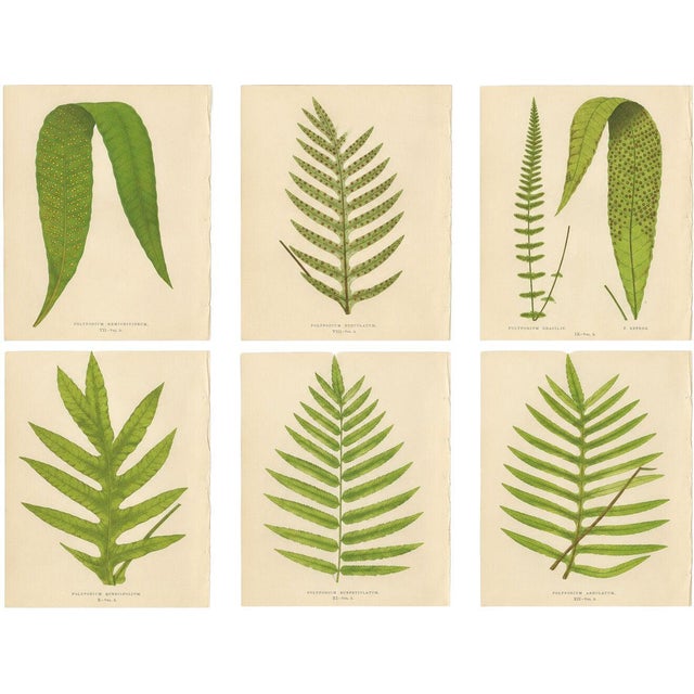E.J. Lowe, Exotic Fern, 1856, Lithograph, Set of 6 For Sale