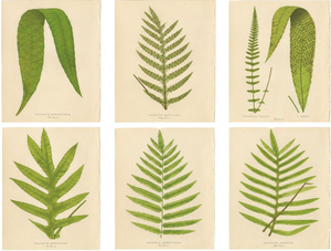 E.J. Lowe, Exotic Fern, 1856, Lithograph, Set of 6
