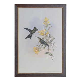 19th Century Bird Print - One of 24 For Sale