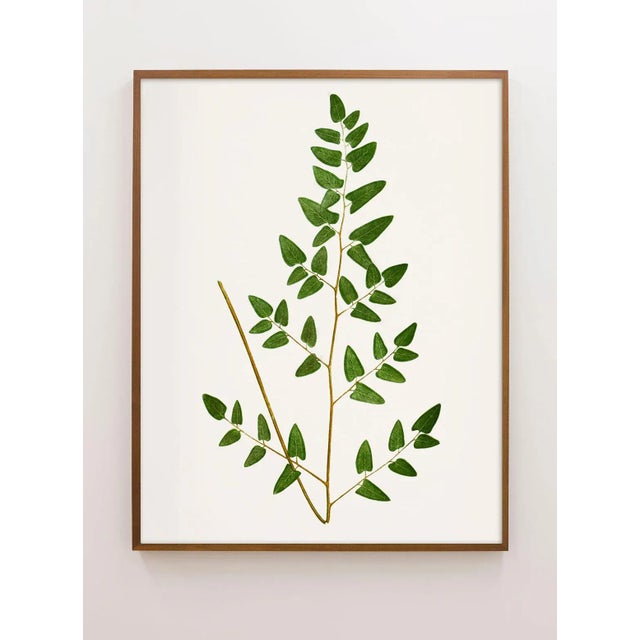 Rustic European Reproduction Contemporary British Fern Art Prints - Set of 6 For Sale - Image 3 of 9
