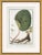Hortus Romanus 1772-1793 VI Framed Art Print For Sale