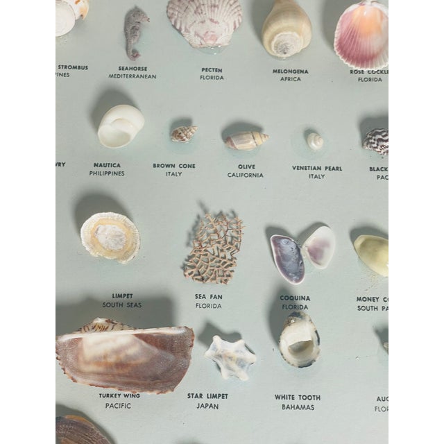 Vintage Sea Shell Collection Marine Specimens For Sale - Image 4 of 9