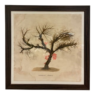 Natural Curiosities “Tubularia Ramea” Large Coral Tree Natural History Print, For Sale