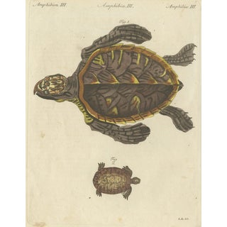 Bertuch, Sea Turtle and Freshwater Turtle, 1790, Engraving For Sale