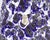 Mid 20th Century Es Keramik West German Fat Lava Ceramic Vase For Sale - Image 5 of 8