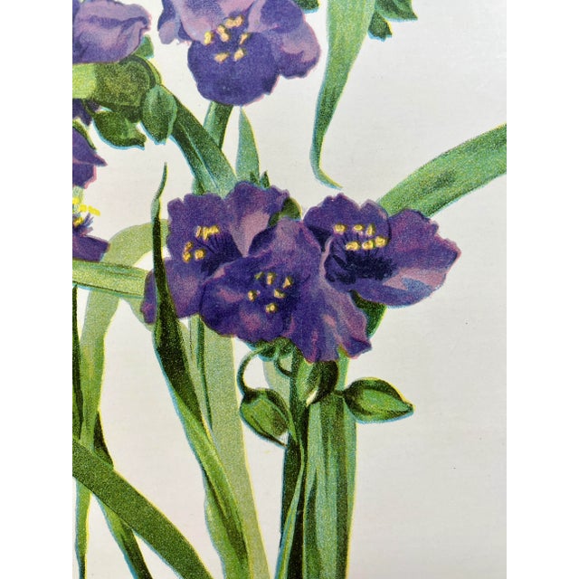 Antique Botanical Print From England Featuring a Vibrant Purple Virginian Spiderwort Flower - Circa 1893. Print measures...