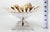Ceramic Bowl Seashells Shells For Sale - Image 7 of 14