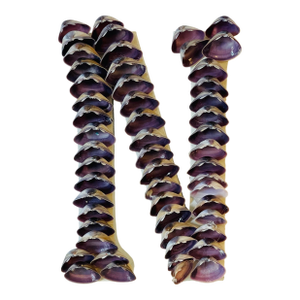 Sea Shell Encrusted Letter N