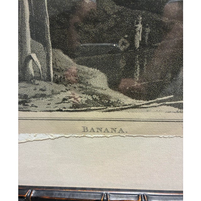 Natural Curiosities “Banana” Vintage Botanical Tropical Landscape Print For Sale - Image 4 of 6