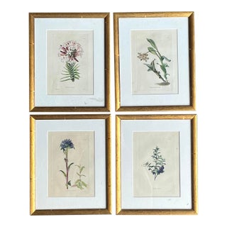 Vintage Regency Flower Specimen Prints - Set of 4 For Sale