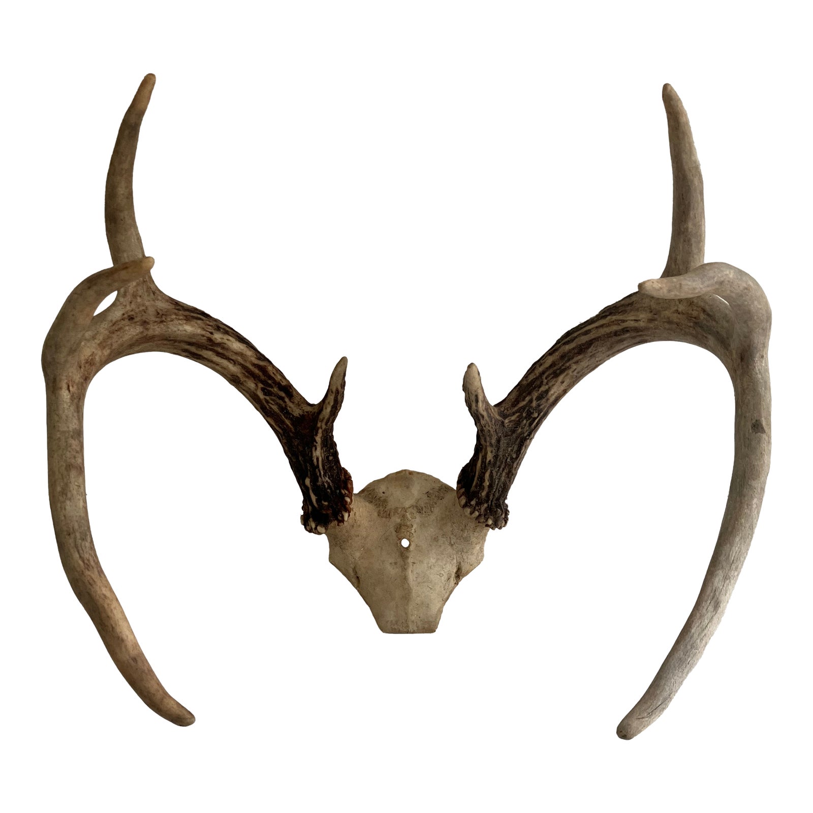 Vintage White Tail Deer Antlers--6 Point | Chairish