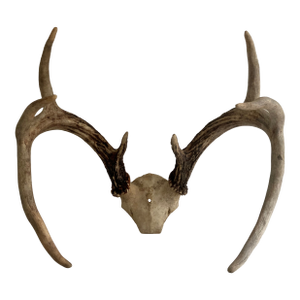 Vintage White Tail Deer Antlers--6 Point