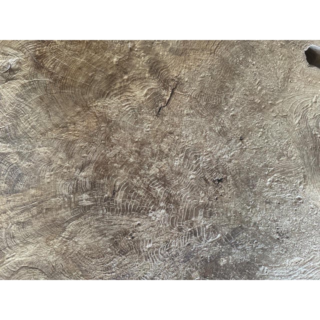 Andrianna Shamaris Monumental Rare Burl Teak Wood Coffee Table For Sale - Image 14 of 18