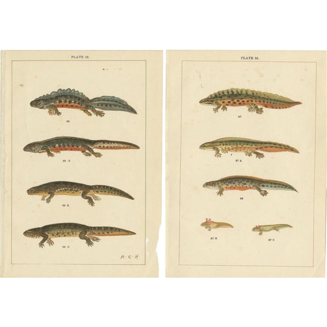 Various Reptiles, 1920s, Paper, Set of 2 For Sale - Image 6 of 6