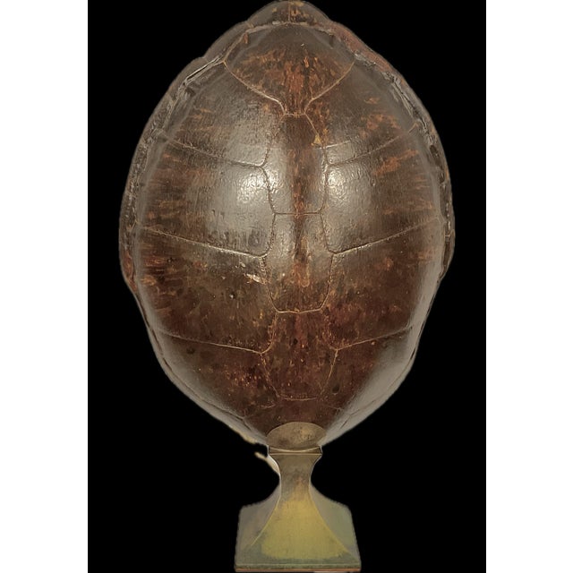 Shell Monumental Natural Antique Turtle Carapace Shell Lamp For Sale - Image 7 of 15