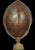 Shell Monumental Natural Antique Turtle Carapace Shell Lamp For Sale - Image 7 of 15