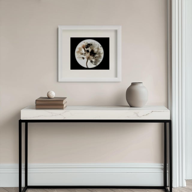 Contemporary Botanical Studies — Limited Edition Photographic Series of 4 by Diane Grant For Sale - Image 3 of 9