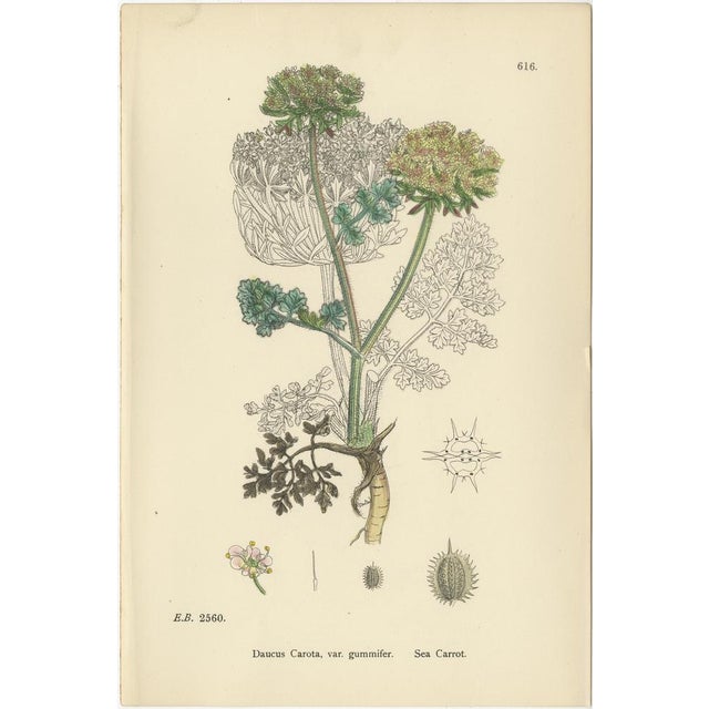 Paper Sowerby, Botanical Trio Carrots, England, 1902, Prints, Set of 3 For Sale - Image 7 of 9